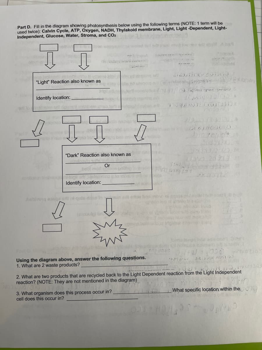 Part D. Fill in the diagram showing photosynthesis below using the following terms (NOTE: 1 term will bes
used twice): Calvin Cycle, ATP, Oxygen, NADH, Thylakoid membrane, Light, Light -Dependent, Light-
Independent, Glucose, Water, Stroma, and CO2
e
okmeto o t
"Light" Reaction also known as
aril
Identify location:
9 lo
'nua se
"Dark" Reaction also known as
beo
Or
mort
sga
Identify location:
hebirosg eae ert ni qote
bas obio ni egota proilelodt e h
len of ansle eaclehs
(eaoulg) bn
of Viten leoisb ea ela
nue of mono
helg
dgine eh
erto epo hne asleand
Using the diagram above, answer the following questions.
1. What are 2 waste products?
M Cua ednou
2. What are two products that are recycled back to the Light Dependent reaction from the Light Independent
reaction? (NOTE: They are not mentioned in the diagram)
3. What organism does this process occur in?
cell does this occur in?
What specific loçation, within the
