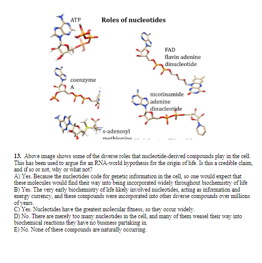 ATP
Roles of nucleotides
FAD
flavin adenine
dinucleotide
coenzyme
nicotinamide
adenine
dinucleotide
s-adenosyl
mothinnine ..
13. Above image shows some of the diverse roles that nucleotide-derived compounds play in the cel.
This has been used to argue for an RNA-world hypothesis for the origin of life. Is this a credible claim,
and if so or not, why or what not?
A) Yes. Because the nucleotides code for genetic information in the cell, so one would expect that
these molecules would find their way into being incorporated widely throughout biochemistry of life
B) Yes. The very early biochemistry of life likely involved nucleotides, acting as information and
energy currency, and these compounds were incorporated into other diverse compounds over millions
of years.
c) Yes. Nucleotides have the greatest molecular fitness, so they occur widely.
D) No. There are merely too many nucleotides in the cell, and many of them weasel their way into
biochemical reactions they have no business partaking in.
E) No. None of these compounds are naturally occurring.
