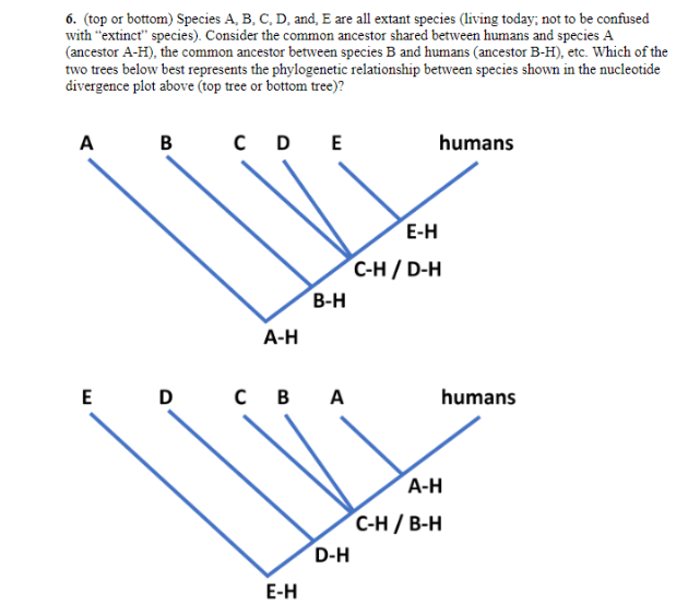 6. (top or bottom) Species A, B, C, D, and, E are all extant species (living today; not to be confused
with "extinct" species). Consider the common ancestor shared between humans and species A
(ancestor A-H), the common ancestor between species B and humans (ancestor B-H), etc. Which of the
two trees below best represents the phylogenetic relationship between species shown in the nucleotide
divergence plot above (top tree or bottom tree)?
A
B
CD E
humans
E-H
Сн/ D-H
В-н
А-Н
E
D
с в А
humans
A-H
C-H / B-H
D-H
E-H
