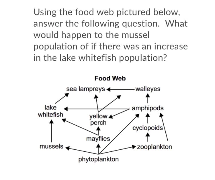 Using the food web pictured below,
answer the following question. What
would happen to the mussel
population of if there was an increase
in the lake whitefish population?
Food Web
sea lampreys
-walleyes
lake
whitefish
amphipods
yellow
perch
cyclopoids
mayflies
↑
mussels
➜zooplankton
phytoplankton