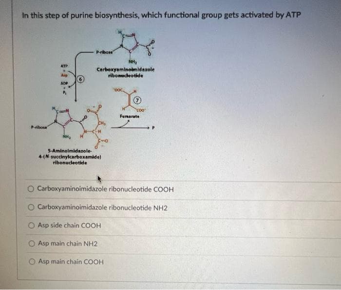 In this step of purine biosynthesis, which functional group gets activated by ATP
Pribose
NH,
ATP
Carboxyaminolmidazole
ribonedeotide
Asp
AD
Fumarate
Pribose
NH,
S-Aminolmidazole-
4(N-succinylcarboxamide)
ribonucleotide
O Carboxyaminoimidazole ribonucleotide COOH
O Carboxyaminoimidazole ribonucleotide NH2
O Asp side chain COOH
O Asp main chain NH2
O Asp main chain COOH
