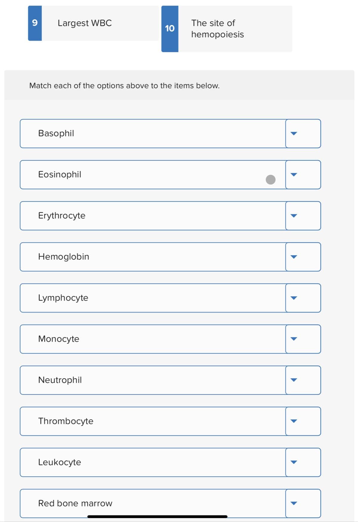 Largest WBC
The site of
10
hemopoiesis
Match each of the options above to the items below.
Basophil
Eosinophil
Erythrocyte
Hemoglobin
Lymphocyte
Monocyte
Neutrophil
Thrombocyte
Leukocyte
Red bone marrow
