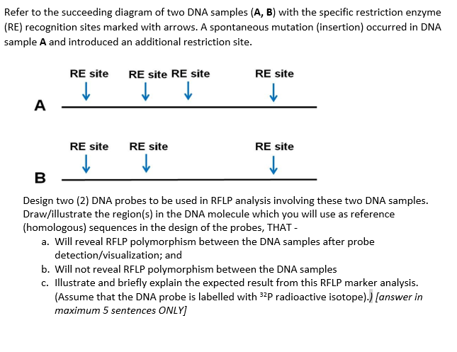 Refer to the succeeding diagram of two DNA samples (A, B) with the specific restriction enzyme
(RE) recognition sites marked with arrows. A spontaneous mutation (insertion) occurred in DNA
sample A and introduced an additional restriction site.
RE site
RE site RE site
RE site
↓↓
↓
A
RE site
RE site
RE site
↓
B
Design two (2) DNA probes to be used in RFLP analysis involving these two DNA samples.
Draw/illustrate the region(s) in the DNA molecule which you will use as reference
(homologous) sequences in the design of the probes, THAT -
a. Will reveal RFLP polymorphism between the DNA samples after probe
detection/visualization; and
b. Will not reveal RFLP polymorphism between the DNA samples
c. Illustrate and briefly explain the expected result from this RFLP marker analysis.
(Assume that the DNA probe is labelled with 32P radioactive isotope).) [answer in
maximum 5 sentences ONLY]