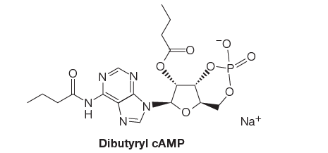 O.
Na+
N=
Dibutyryl CAMP
Oll.
ZI
