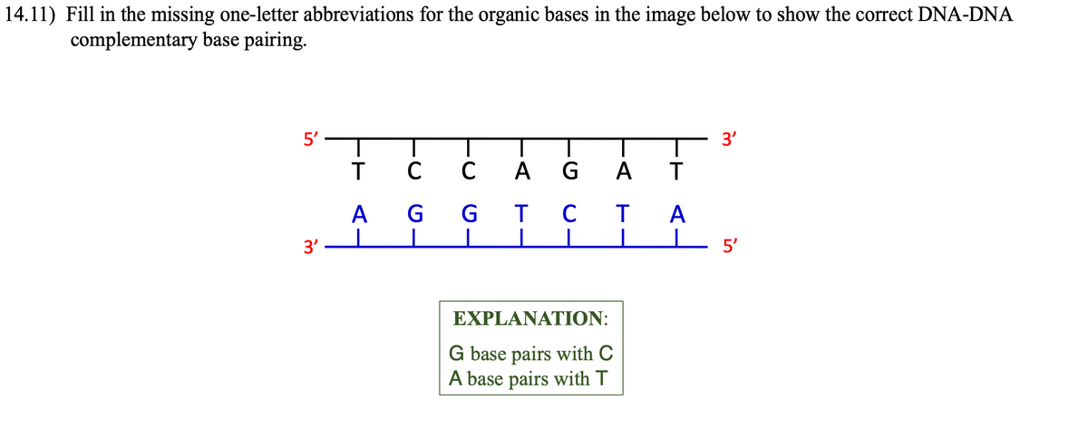 14.11) Fill in the missing one-letter abbreviations for the organic bases in the image below to show the correct DNA-DNA
complementary base pairing.
5'
3'
T C с AGA
AGG T C T
1
I
EXPLANATION:
G base pairs with C
A base pairs with T
T
A
3'
- 5'