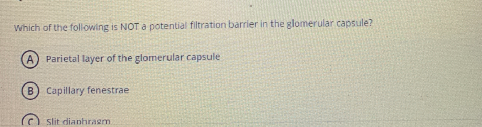 Which of the following is NOT a potential filtration barrier in the glomerular capsule?
A Parietal layer of the glomerular capsule
B Capillary fenestrae
Slit dianhragm

