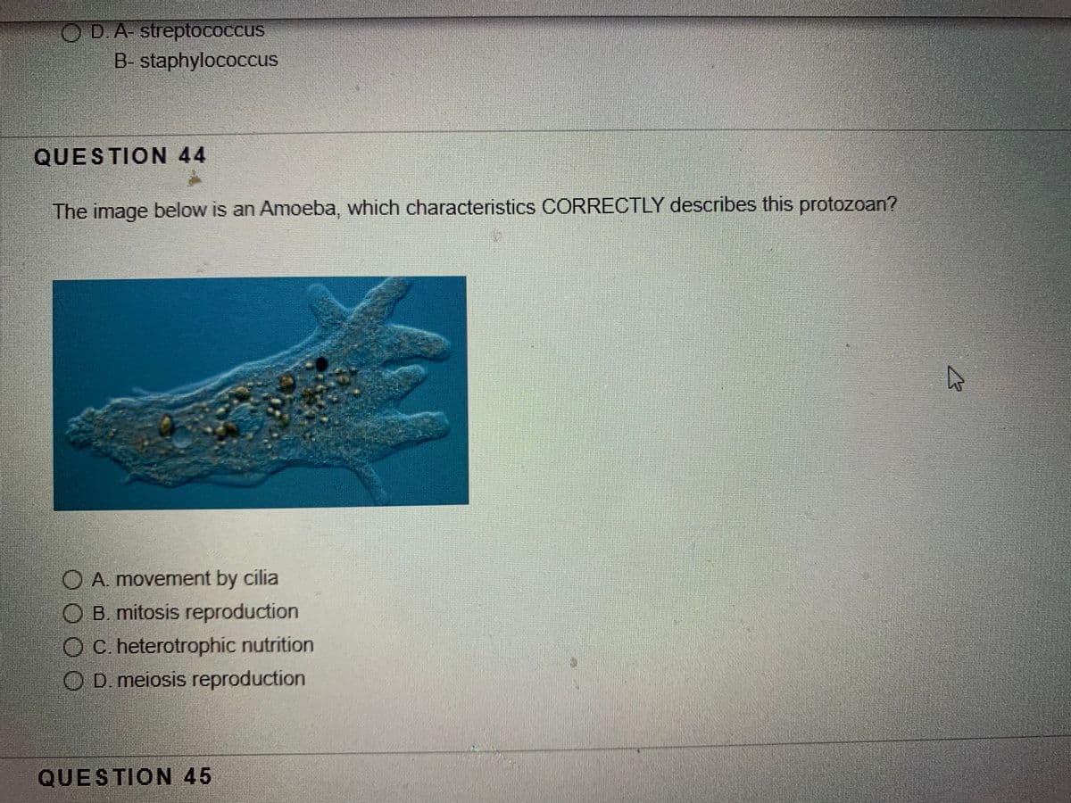 OD.A- streptococcus
B- staphylococcus
QUESTION 44
The image below is an Amoeba, which characteristics CORRECTLY describes this protozoan?
O A. movement by cilia
O B. mitosis reproduction
OC heterotrophic nutrition
OD meiosis reproduction
QUESTION 45
