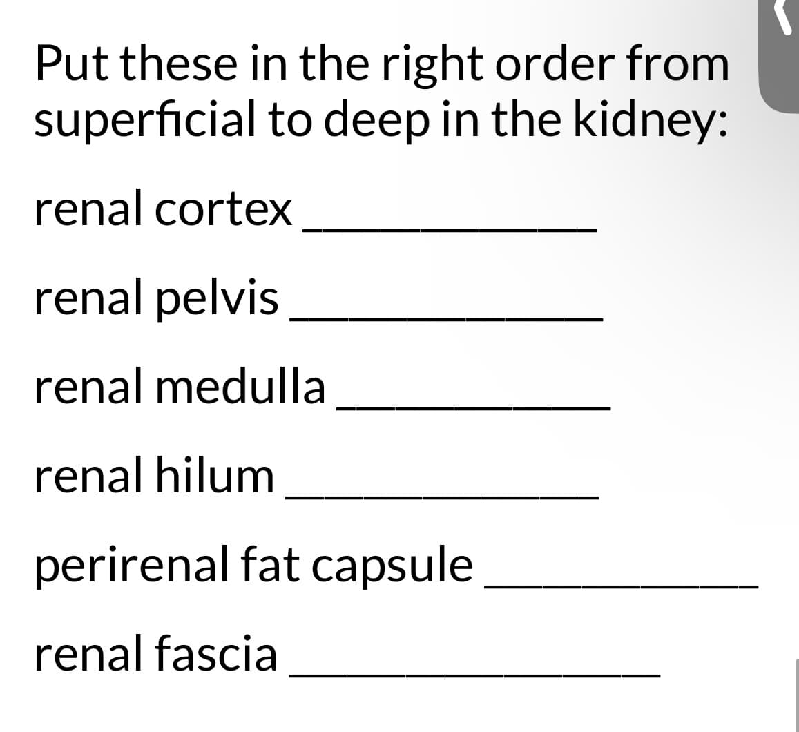 Put these in the right order from
superficial to deep in the kidney:
renal cortex
renal pelvis
renal medulla
renal hilum
perirenal fat capsule
renal fascia