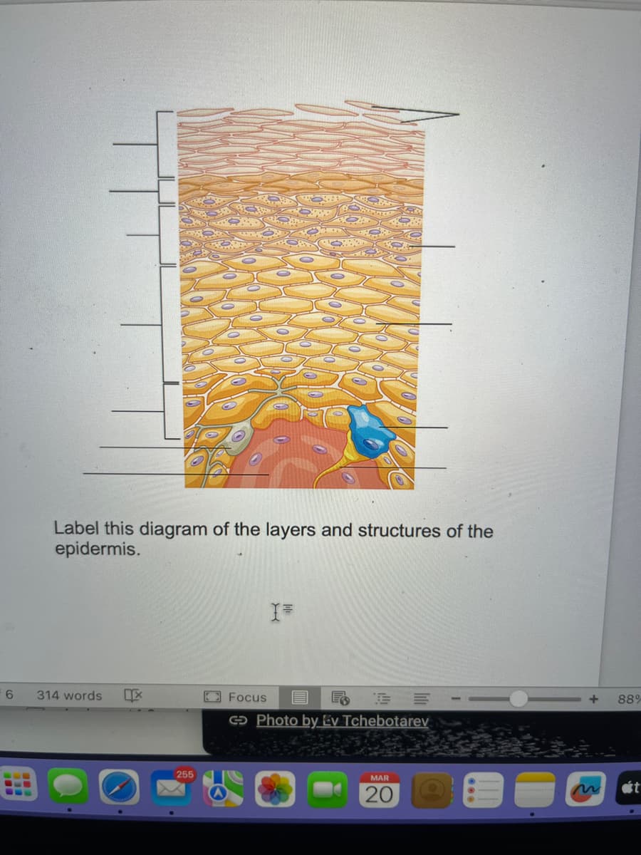 6
Label this diagram of the layers and structures of the
epidermis.
314 words IX
255
I=
Focus
REE
GO Photo by Ev Tchebotarev
MAR
20
+
88%
t