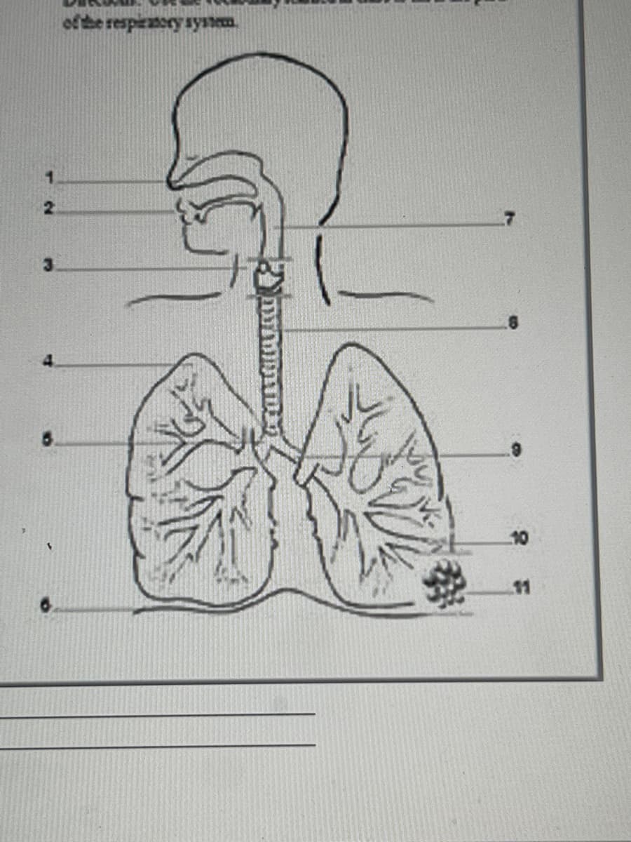 of the respiratory system
DAT
55
10
11