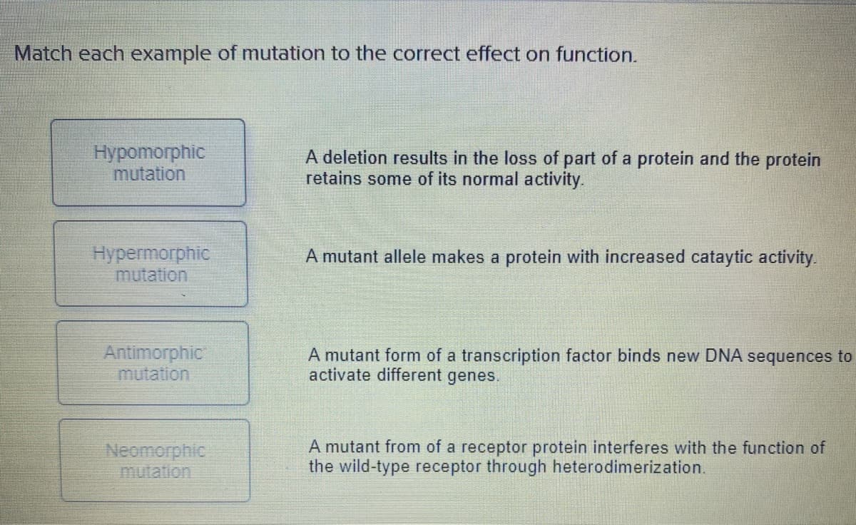 Match each example of mutation to the correct effect on function.
Hypomorphic
mutation
Hypermorphic
mutation
Antimorphic
mutation
Neomorphic
A deletion results in the loss of part of a protein and the protein
retains some of its normal activity.
A mutant allele makes a protein with increased cataytic activity.
A mutant form of a transcription factor binds new DNA sequences to
activate different genes.
A mutant from of a receptor protein interferes with the function of
the wild-type receptor through heterodimerization.