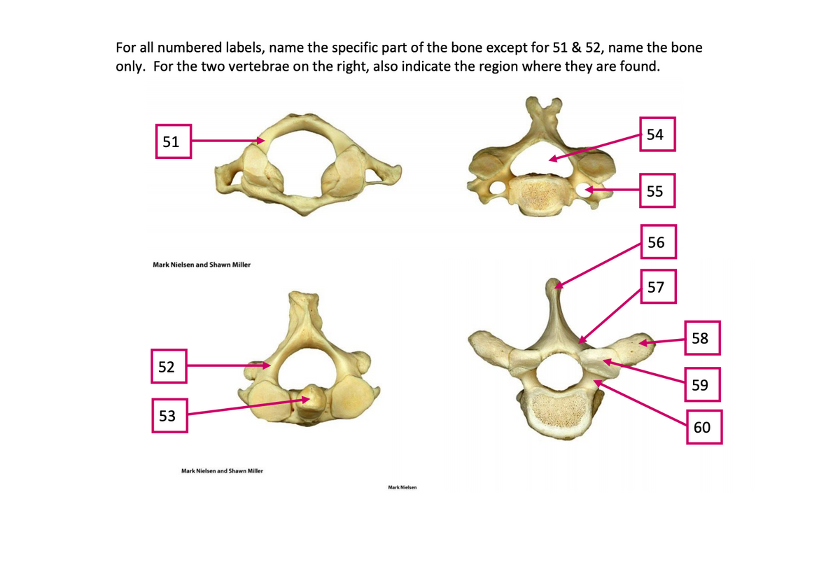 For all numbered labels, name the specific part of the bone except for 51 & 52, name the bone
only. For the two vertebrae on the right, also indicate the region where they are found.
54
51
55
56
Mark Nielsen and Shawn Miller
57
58
52
59
53
60
Mark Nielsen and Shawn Miller
Mark Nielsen
8||8
