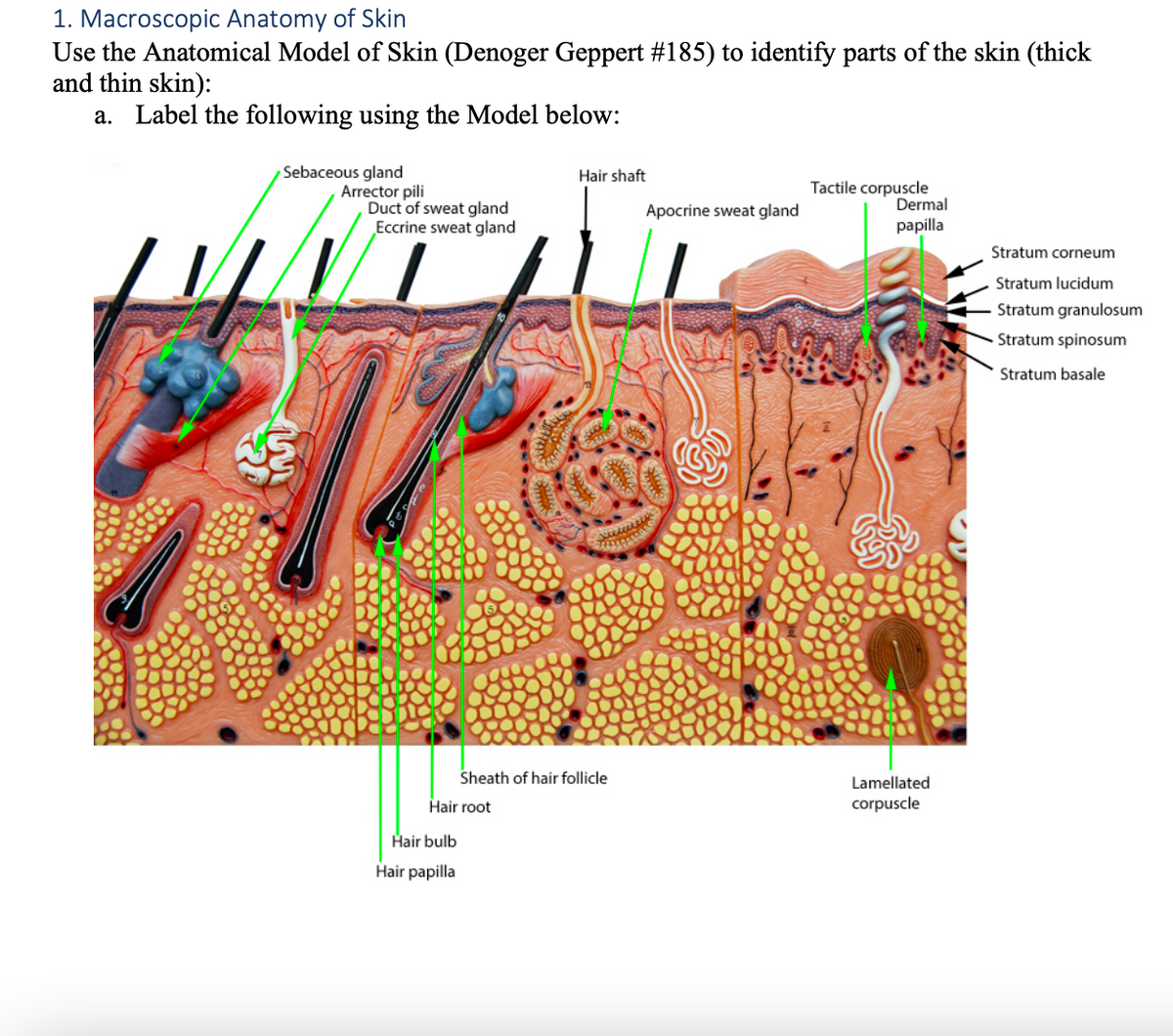 1. Macroscopic Anatomy of Skin
Use the Anatomical Model of Skin (Denoger Geppert #185) to identify parts of the skin (thick
and thin skin):
a. Label the following using the Model below:
Sebaceous gland
Hair shaft
Tactile corpuscle
Dermal
Arrector pili
Duct of sweat gland
Eccrine sweat gland
Apocrine sweat gland
papilla
Stratum corneum
Stratum lucidum
Stratum granulosum
Stratum spinosum
Stratum basale
Sheath of hair follicle
Lamellated
corpuscle
Hair root
Hair bulb
Hair papilla
