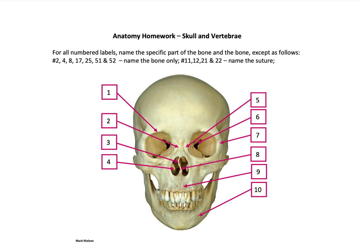 Anatomy Homework – Skull and Vertebrae
For all numbered labels, name the specific part of the bone and the bone, except as follows:
#2, 4, 8, 17, 25, 51 & 52
name the bone only; #11,12,21 & 22 – name the suture;
1
5
2
7
3
8
4
9
10
Mark Nielsen
n || o
