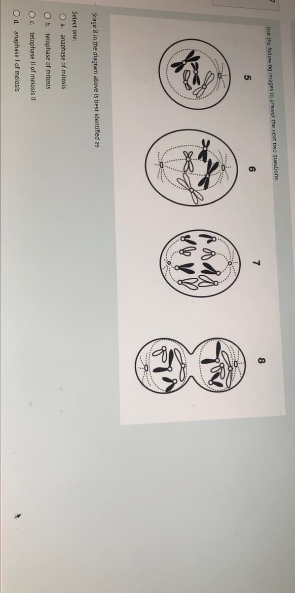 7
Use the following images to answer the next two questions.
5
6
800
Stage 8 in the diagram above is best identified as
Select one:
O a. anaphase of mitosis
O b. telophase of mitosis
O C
O d. anaphase I of meiosis
telophase II of meiosis II
7
(Bad
8