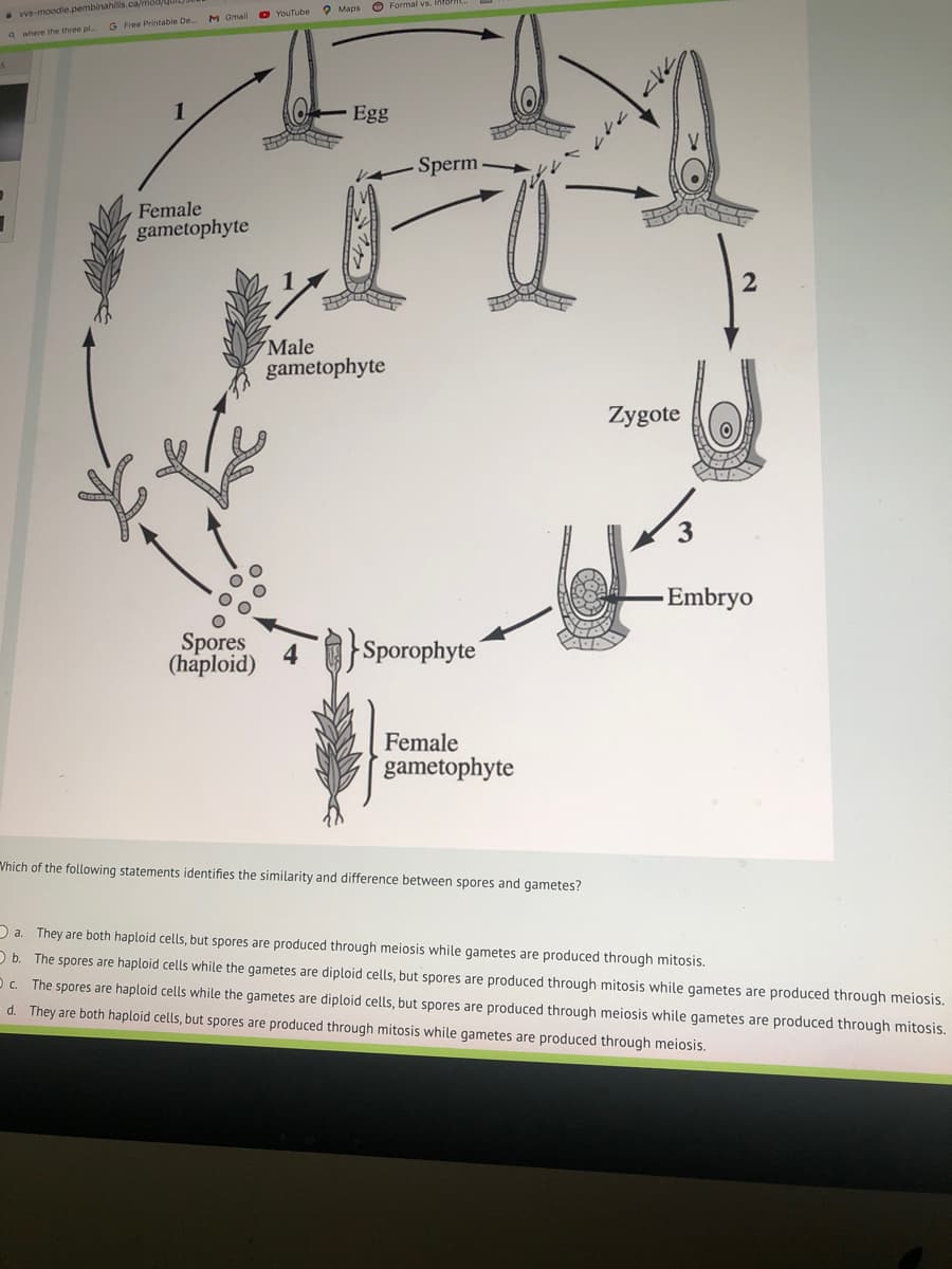vvs-moodle.pembinahills.ca/
Qwhere the three pl...
G Free Printable De....
Female
gametophyte
YouTube
Maps Formal vs. Info...
Egg
Sperm.
Male
gametophyte
Zygote
Sporophyte
3
Embryo
Spores
(haploid)
Female
gametophyte
Which of the following statements identifies the similarity and difference between spores and gametes?
a. They are both haploid cells, but spores are produced through meiosis while gametes are produced through mitosis.
Ob. The spores are haploid cells while the gametes are diploid cells, but spores are produced through mitosis while gametes are produced through meiosis.
The spores are haploid cells while the gametes are diploid cells, but spores are produced through meiosis while gametes are produced through mitosis.
They are both haploid cells, but spores are produced through mitosis while gametes are produced through meiosis.
Oc
d.