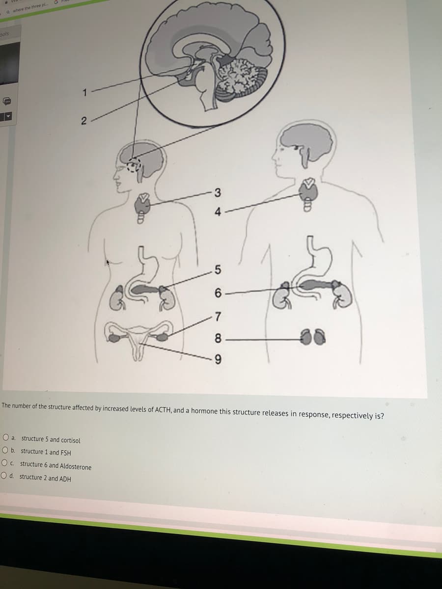 a where the three pl...
pols
1
....
6
7
8
9
The number of the structure affected by increased levels of ACTH, and a hormone this structure releases in response, respectively is?
O a. structure 5 and cortisol
O b. structure 1 and FSH
Oc structure 6 and Aldosterone
O d. structure 2 and ADH
2
3
4
5