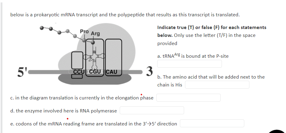 below is a prokaryotic mRNA transcript and the polypeptide that results as this transcript is translated.
Pro Arg
CCU CGU CAU
3
c. in the diagram translation is currently in the elongation phase
d. the enzyme involved here is RNA polymerase
e. codons of the mRNA reading frame are translated in the 3'5' direction
in
Indicate true (T) or false (F) for each statements
below. Only use the letter (T/F) in the space
provided
a. tRNAArg is bound at the P-site
b. The amino acid that will be added next to the
chain is His