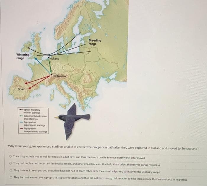 Wintering
range
Spain
typical migratory
route of starlings
experimental relocation
of all startings
fight path of
experienced startings
tight path of
inexperienced startings
Holland
Switzerland
Breeding
range
Why were young, inexperienced starlings unable to correct their migration path after they were captured in Holland and moved to Switzerland?
O Their magnetite is not as well formed as in adult birds and thus they were unable to move northwards after moved
O They had not learned important landmarks, smells, and other important cues that help them orient themselves during migration
They have not breed yet, and thus, they have not had to teach other birds the correct migratory pathway to the wintering range
O They had not learned the appropriate stopover locations and thus did not have enough information to help them change their course once in migration.