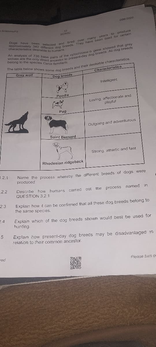e Sciences/P2
3.2.1
.2.2
2.3
2.4
_5
ved
approximately 340 different dog breeds. They have been bred for certain
Dogs have been selected and bred over many years to produce
characteristics desirable to humans.
wolves are the only direct ancestor to present-day dog breeds. All dog breeds
An analysis of 736 base pairs of the cytochrome-b gene showed that grey
belong to the species Canis familiaris.
The table below shows some dog breeds and their desirable characteristics.
Grey wolf
Dog breeds
SC/NSC
Poodle
Pug
Saint Bernard
Rhodesian ridgeback
DBE/2023
Characteristics
Intelligent
Loving, affectionate and
playful
Outgoing and adventurous
Describe how humans carried out
QUESTION 3.2.1
Strong, athletic and fast
Name the process whereby the different breeds of dogs were
produced.
the process
named in
Explain how it can be confirmed that all these dog breeds belong to
the same species.
Explain which of the dog breeds shown would best be used for
hunting.
Explain how present-day dog breeds may be disadvantaged in
relation to their common ancestor.
Please turn o