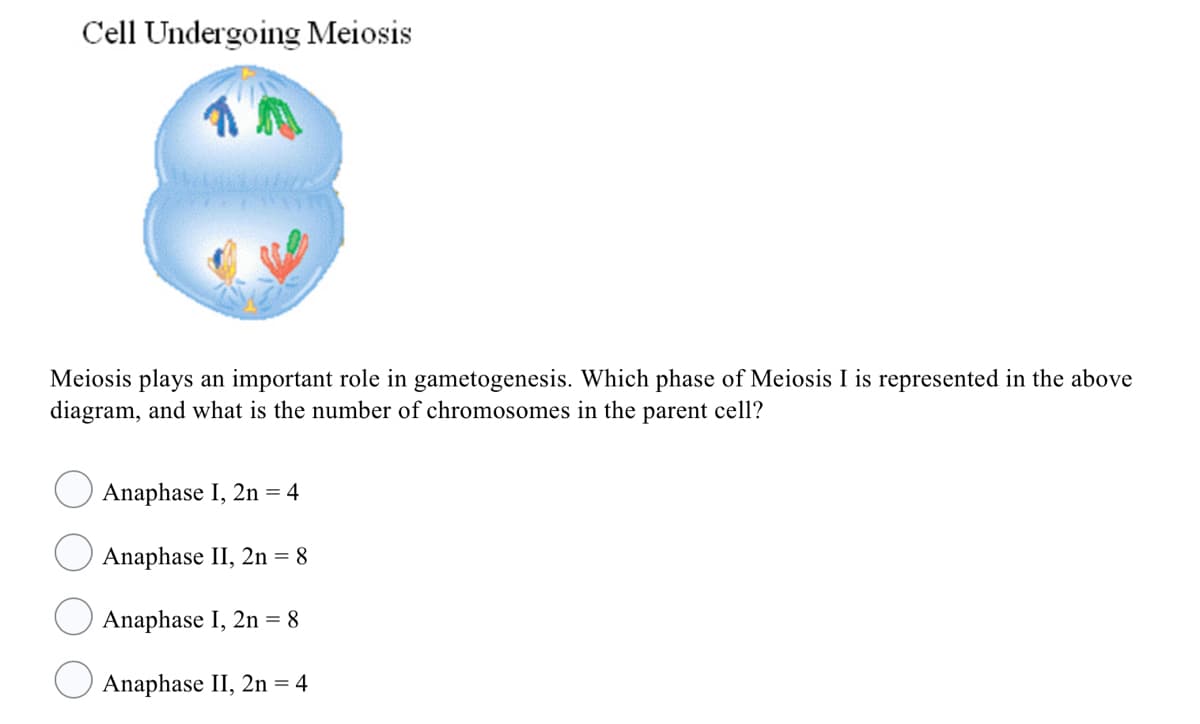 Cell Undergoing Meiosis
Meiosis plays an important role in gametogenesis. Which phase of Meiosis I is represented in the above
diagram, and what is the number of chromosomes in the parent cell?
Anaphase I, 2n = 4
Anaphase II, 2n = 8
Anaphase I, 2n = 8
Anaphase II, 2n = 4
