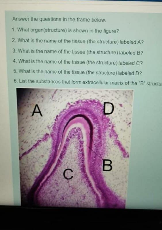 Answer the questions in the frame below.
1. What organ(structure) is shown in the figure?
2. What is the name of the tissue (the structure) labeled A?
3. What is the name of the tissue (the structure) labeled B?
4. What is the name of the tissue (the structure) labeled C?
5. What is the name of the tissue (the structure) labeled D?
6. List the substances that form extracellular matrix of the "B" structum
A
D
B
C
