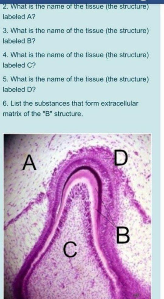 2. What is the name of the tissue (the structure)
labeled A?
3. What is the name of the tissue (the structure)
labeled B?
4. What is the name of the tissue (the structure)
labeled C?
5. What is the name of the tissue (the structure)
labeled D?
6. List the substances that form extracellular
matrix of the "B" structure.
A
D
B
C