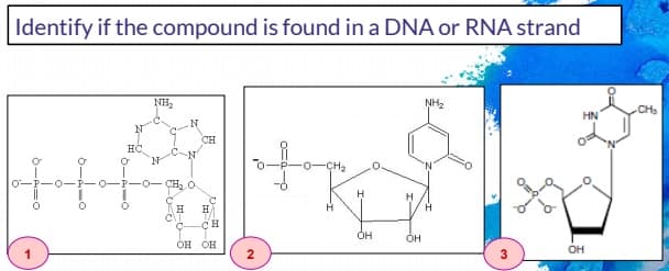 Identify if the compound is found in a DNA or RNA strand
NH2
NH2
CHs
HN
CH
HC
CH2
0-P-0-P-
-0-
н
н
H.
н
CH
OH
OH
он он
он
2.
