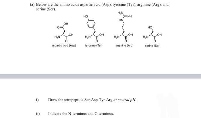 (a) Below are the amino acids aspartic acid (Asp), tyrosine (Tyr), arginine (Arg), and
serine (Ser).
i)
ii)
HO
OH
I k I r
OH
-OH
H₂N
H₂N
H₂N
aspartic acid (Asp)
tyrosine (Tyr)
arginine (Arg)
serine (Ser)
Draw the tetrapeptide Ser-Asp-Tyr-Arg at neutral pH.
Indicate the N-terminus and C-terminus.