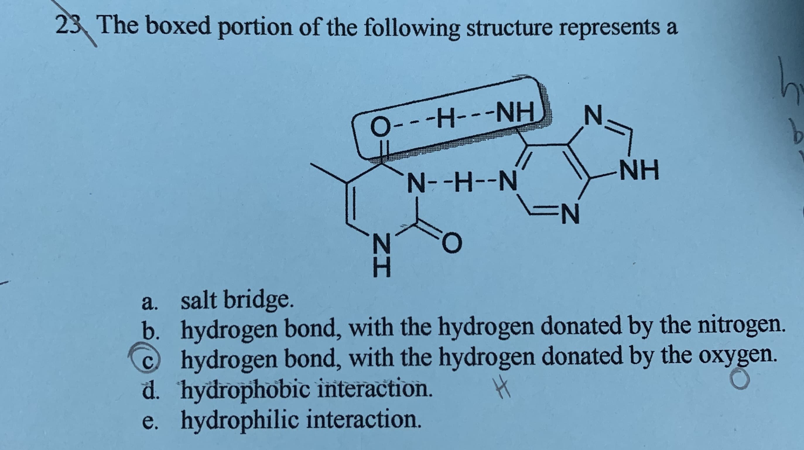 23 The boxed portion of the following structure represents a
O---H---NH
NH
N-H--N
N.
H.
a. salt bridge.
b. hydrogen bond, with the hydrogen donated by the nitrogen.
C hydrogen bond, with the hydrogen donated by the oxygen.
d. hydrophobic interaction.
e. hydrophilic interaction.

