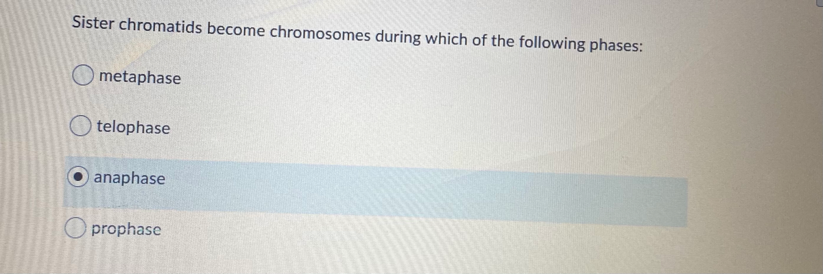 Sister chromatids become chromosomes during which of the following phases:
O metaphase
O telophase
anaphase
O prophase
