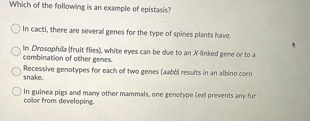 Which of the following is an example of epistasis?
O In cacti, there are several genes for the type of spines plants have.
In Drosophila (fruit flies), white eyes can be due to an X-linked gene or to a
combination of other genes.
Recessive genotypes for each of two genes (aabb) results in an albino corn
snake.
In guinea pigs and many other mammals, one genotype (ee) prevents any fur
color from developing.
