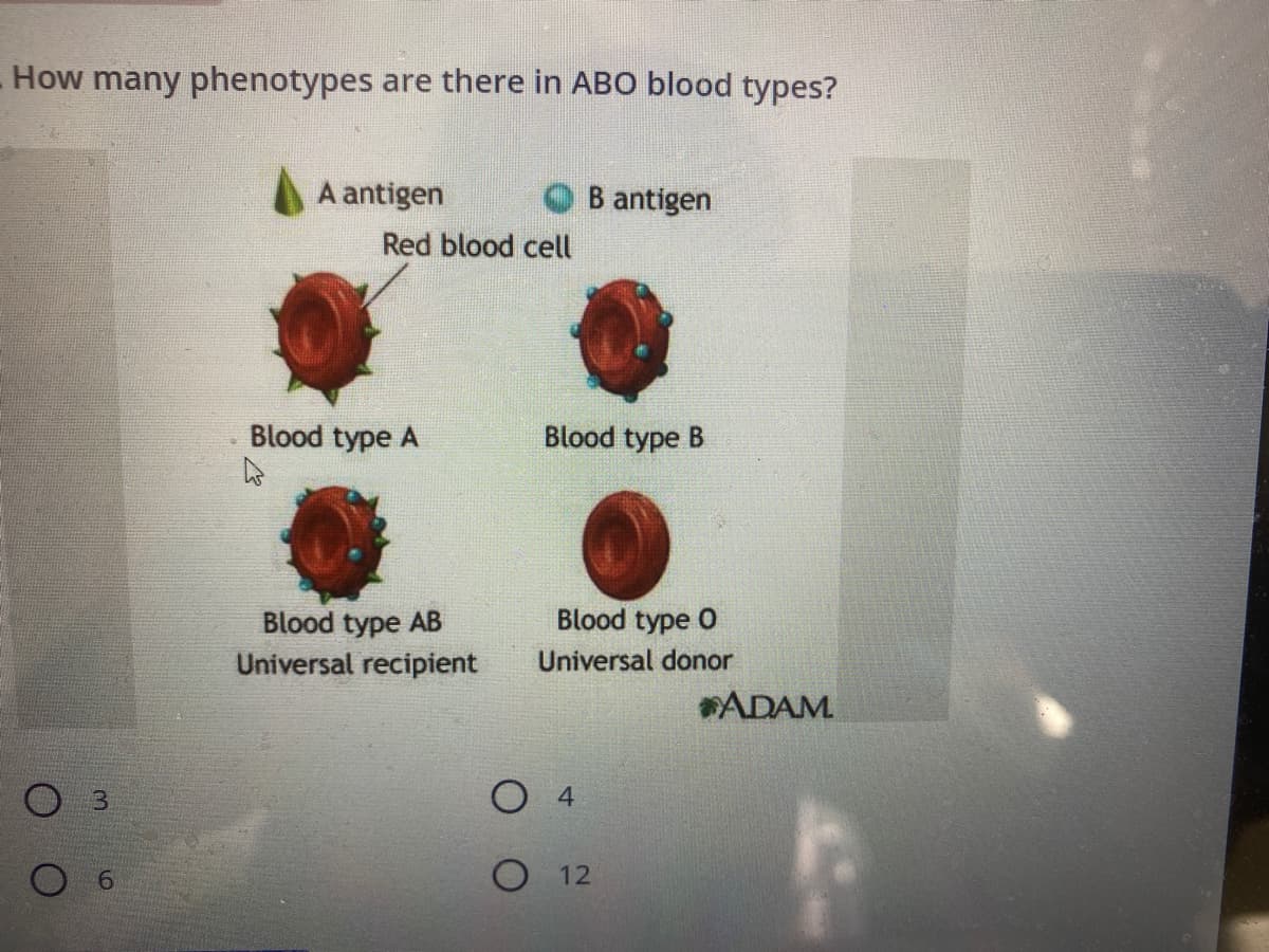 How many phenotypes are there in ABO blood types?
A antigen
B antigen
Red blood cell
Blood type A
Blood type B
Blood type O
Blood type AB
Universal recipient
Universal donor
ADAM
4
O 12
