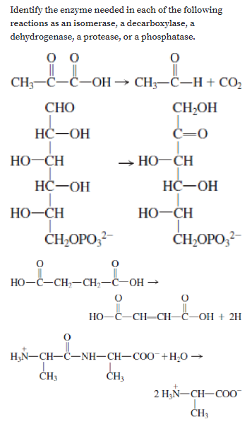 HO-C-CH,-CH,~
Identify the enzyme needed in each of the following
reactions as an isomerase, a decarboxylase, a
dehydrogenase, a protease, or a phosphatase.
о
CH;-C-Č-OH → CH;-Č–H + CO,
СНО
CH,OH
НС—ОН
C=0
HO-CH
— НО -СН
НС—ОН
НС—ОН
HO-CH
Но -СH
CH-OPO,?-
ČH-OPO,-
Но -С—СН,—CH, —С—ОН —
Но -С—СН—СH-С-ОН + 2Н
H;N-CH-C-NH-CH-CO0 +H;O →
CH;
ČH3
2 H;N-CH-CO0-
ČH3
