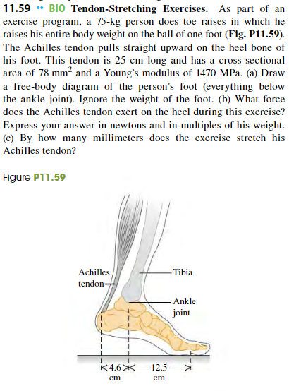 11.59 • BIO Tendon-Stretching Exercises. As part of an
exercise program, a 75-kg person does toe raises in which he
raises his entire body weight on the ball of one foot (Fig. P11.59).
The Achilles tendon pulls straight upward on the heel bone of
his foot. This tendon is 25 cm long and has a cross-sectional
area of 78 mm? and a Young's modulus of 1470 MPa. (a) Draw
a free-body diagram of the person's foot (everything below
the ankle joint). Ignore the weight of the foot. (b) What force
does the Achilles tendon exert on the heel during this exercise?
Express your answer in newtons and in multiples of his weight.
(c) By how many millimeters does the exercise stretch his
Achilles tendon?
Figure P11.59
Achilles
Tibia
tendon-
Ankle
joint
不4.6米
-12.5
cm
cm
