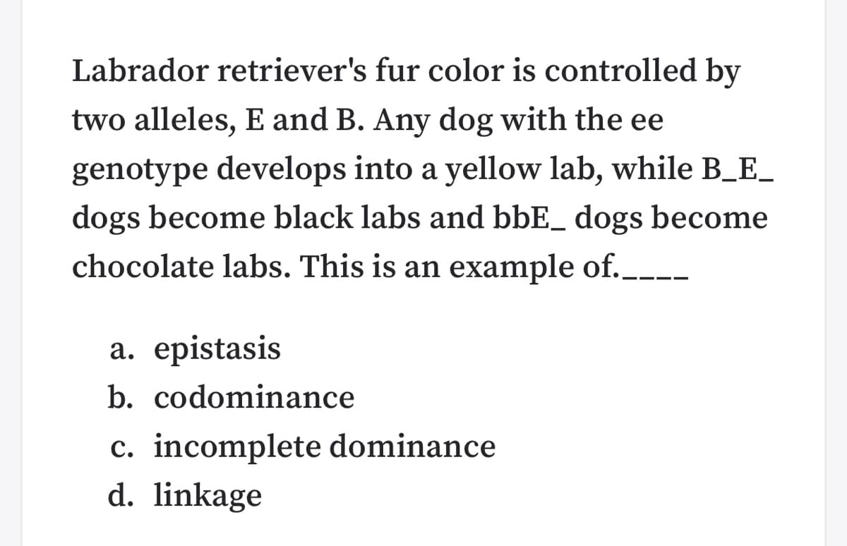 Labrador retriever's fur color is controlled by
two alleles, E and B. Any dog with the ee
genotype develops into a yellow lab, while B_E_
dogs become black labs and bbE_ dogs become
chocolate labs. This is an example of.__.
a. epistasis
b. codominance
c. incomplete dominance
d. linkage
