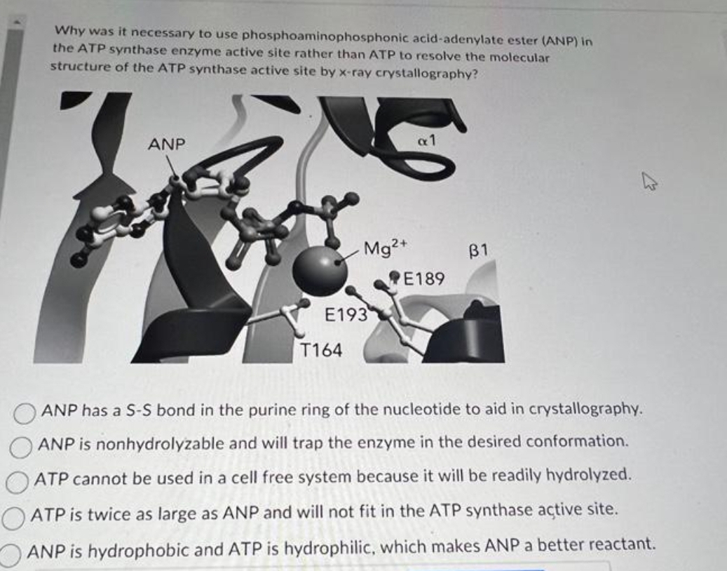 Why was it necessary to use
phosphoaminophosphonic
acid-adenylate ester (ANP) in
the ATP synthase enzyme active site rather than ATP to resolve the molecular
structure of the ATP synthase active site by x-ray crystallography?
ANP
Mg²+
E193
T164
E189
31
ANP has a S-S bond in the purine ring of the nucleotide to aid in crystallography.
ANP is nonhydrolyzable and will trap the enzyme in the desired conformation.
ATP cannot be used in a cell free system because it will be readily hydrolyzed.
ATP is twice as large as ANP and will not fit in the ATP synthase active site.
ANP is hydrophobic and ATP is hydrophilic, which makes ANP a better reactant.