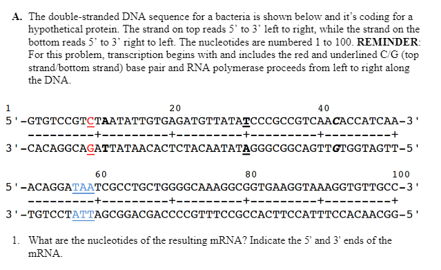 A. The double-stranded DNA sequence for a bacteria is shown below and it's coding for a
hypothetical protein. The strand on top reads 5' to 3' left to right, while the strand on the
bottom reads 5' to 3° right to left. The nucleotides are numbered 1 to 100. REMINDER:
For this problem, transcription begins with and includes the red and underlined C/G (top
strand/bottom strand) base pair and RNA polymerase proceeds from left to right along
the DNA.
1
20
40
5'-GTGTCCGТСТААТАТТGTGAGATGTTATAТСССGСCGTCAАСАССАТСАА-3'
+-
3'-САСАGGCAGATTATAACAСТСТАСААТАТAGGGCGGCAGTтсTGGTAGTT-5'
60
80
100
5'-АCAGGATААТCGCCTGCTGGGGCAAAGGCGGTGAAGGTААAGGTGTTGСС-3'
--------+
3'-ТСTССТАТTAGCGGACGAССССGTTTCСGССАСТТССАТТТССАСААСGG-5'
1. What are the nucleotides of the resulting mRNA? Indicate the 5' and 3' ends of the
MRNA.
