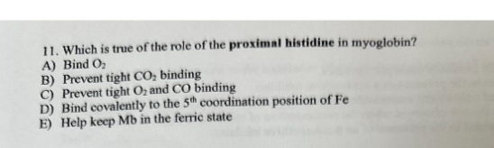 11. Which is true of the role of the proximal histidine in myoglobin?
A) Bind O₂
B) Prevent tight CO₂ binding
C) Prevent tight O₂ and CO binding
D) Bind covalently to the 5th coordination position of Fe
E) Help keep Mb in the ferric state