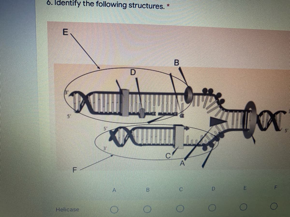 6. Identify the following structures. *
E.
A
B
D
Helicase
