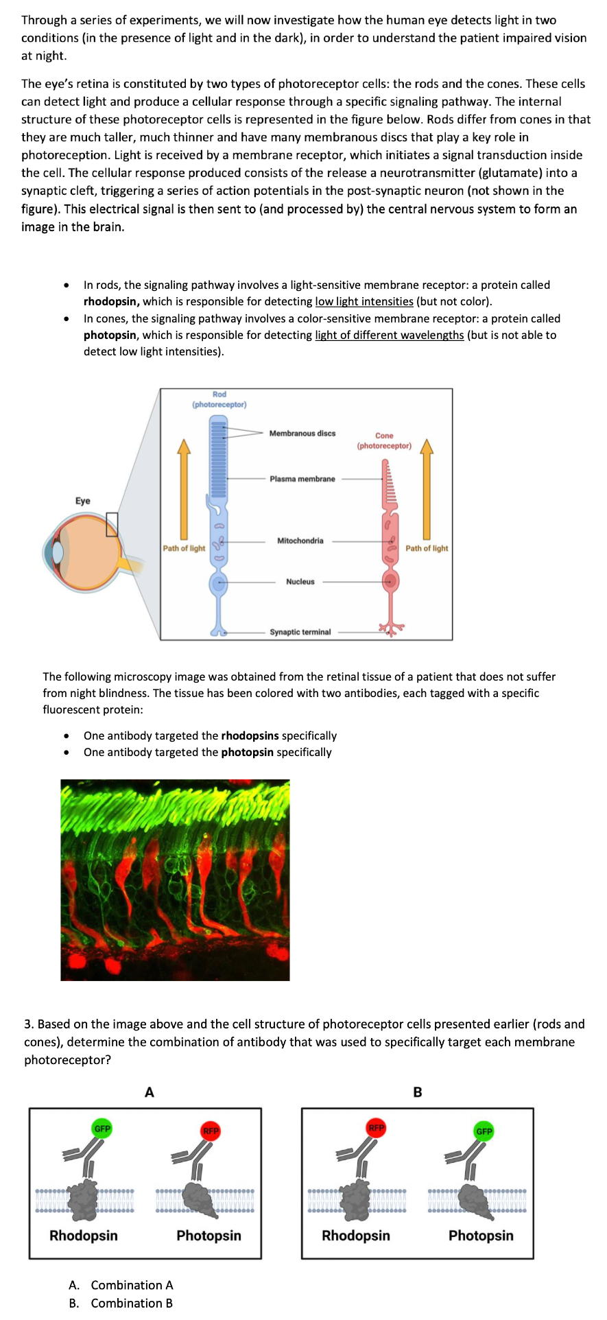 Through a series of experiments, we will now investigate how the human eye detects light in two
conditions (in the presence of light and in the dark), in order to understand the patient impaired vision
at night.
The eye's retina is constituted by two types of photoreceptor cells: the rods and the cones. These cells
can detect light and produce a cellular response through a specific signaling pathway. The internal
structure of these photoreceptor cells is represented in the figure below. Rods differ from cones in that
they are much taller, much thinner and have many membranous discs that play a key role in
photoreception. Light is received by a membrane receptor, which initiates a signal transduction inside
the cell. The cellular response produced consists of the release a neurotransmitter (glutamate) into a
synaptic cleft, triggering a series of action potentials the post-synaptic neuron (not shown in the
figure). This electrical signal is then sent to (and processed by) the central nervous system to form an
image in the brain.
In rods, the signaling pathway involves a light-sensitive membrane receptor: a protein called
rhodopsin, which is responsible for detecting low light intensities (but not color).
In cones, the signaling pathway involves a color-sensitive membrane receptor: a protein called
photopsin, which is responsible for detecting light of different wavelengths (but is not able to
detect low light intensities).
Eye
GFP
Rod
(photoreceptor)
Path of light
Rhodopsin
A
A. Combination A
B. Combination B
Membranous discs
One antibody targeted the rhodopsins specifically
One antibody targeted the photopsin specifically
Plasma membrane
The following microscopy image was obtained from the retinal tissue of a patient that does not suffer
from night blindness. The tissue has been colored with two antibodies, each tagged with a specific
fluorescent protein:
RFP
Mitochondria
Photopsin
Nucleus
3. Based on the image above and the cell structure of photoreceptor cells presented earlier (rods and
cones), determine the combination of antibody that was used to specifically target each membrane
photoreceptor?
Synaptic terminal
Cone
(photoreceptor)
Path of light
Rhodopsin
B
GFP
Photopsin