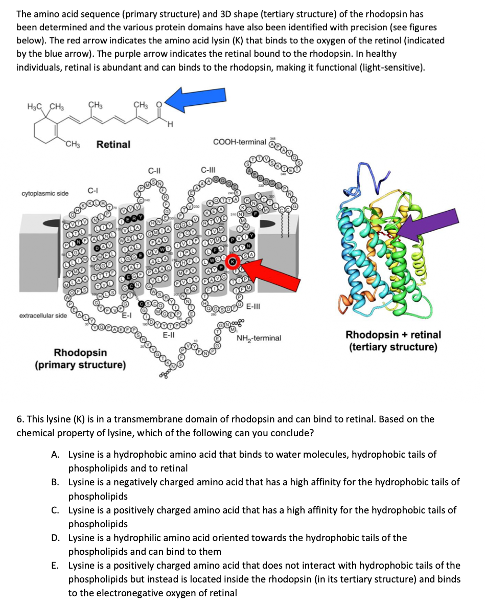 The amino acid sequence (primary structure) and 3D shape (tertiary structure) of the rhodopsin has
been determined and the various protein domains have also been identified with precision (see figures
below). The red arrow indicates the amino acid lysin (K) that binds to the oxygen of the retinol (indicated
by the blue arrow). The purple arrow indicates the retinal bound to the rhodopsin. In healthy
individuals, retinal is abundant and can binds to the rhodopsin, making it functional (light-sensitive).
H3C CH3 CH3
CH3
cytoplasmic side
Retinal
C-I
extracellular side
0000 MOO
OOO
400 DERY
000
PONE ALMO VOO
LGF
LLOD VUEL
CH3
HOO
AD SLV GO04
FAV
OCK
000
LOO
GOF
YO
DOAA TOTO ⓇAD
MOWE OV00
OPL
ALA
LEGE DOOD VOOO
COP
DES 000
600
GCO
OV
FOOD
Rhodopsin
(primary structure)
C-II
E-II
COOH-terminal
C-III
RIVE
OOM
DOWO
LWCO
40
DOVO
FOX
ON
DO
000
D04
boooooo
000
000
100,00
******
E-III
NH₂-terminal
Rhodopsin + retinal
(tertiary structure)
6. This lysine (K) is in a transmembrane domain of rhodopsin and can bind to retinal. Based on the
chemical property of lysine, which of the following can you conclude?
A. Lysine is a hydrophobic amino acid that binds to water molecules, hydrophobic tails of
phospholipids and to retinal
B. Lysine is a negatively charged amino acid that has a high affinity for the hydrophobic tails of
phospholipids
C. Lysine is a positively charged amino acid that has a high affinity for the hydrophobic tails of
phospholipids
D. Lysine is a hydrophilic amino acid oriented towards the hydrophobic tails of the
phospholipids and can bind to them
E. Lysine is a positively charged amino acid that does not interact with hydrophobic tails of the
phospholipids but instead is located inside the rhodopsin (in its tertiary structure) and binds
to the electronegative oxygen of retinal