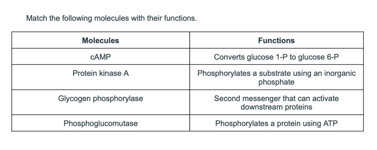 Match the following molecules with their functions.
Molecules
CAMP
Protein kinase A
Glycogen phosphorylase
Phosphoglucomutase
Functions
Converts glucose 1-P to glucose 6-P
Phosphorylates a substrate using an inorganic
phosphate
Second messenger that can activate
downstream proteins
Phosphorylates a protein using ATP