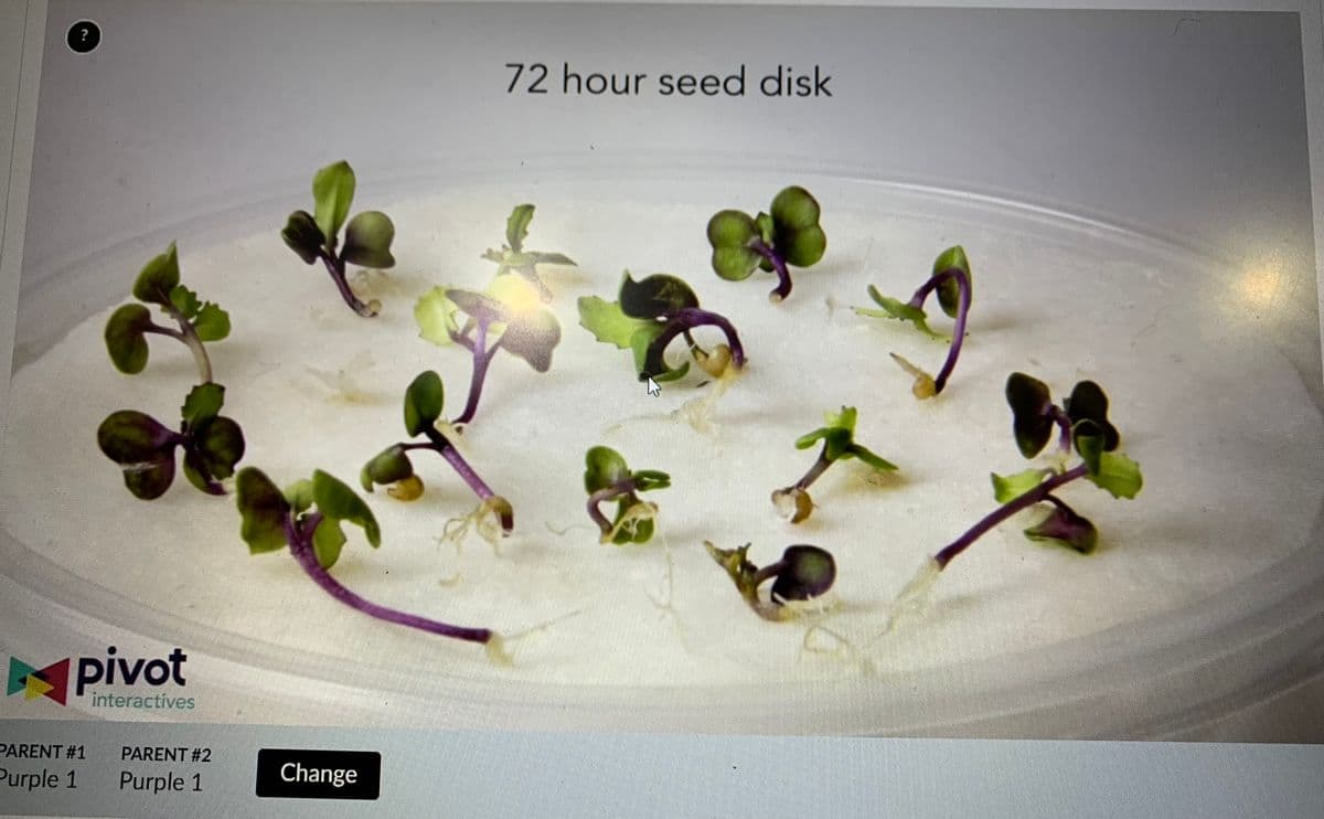 ?
72 hour seed disk
pivot
pivot
interactives
PARENT #1
PARENT #2
Purple 1
Purple 1
Change
