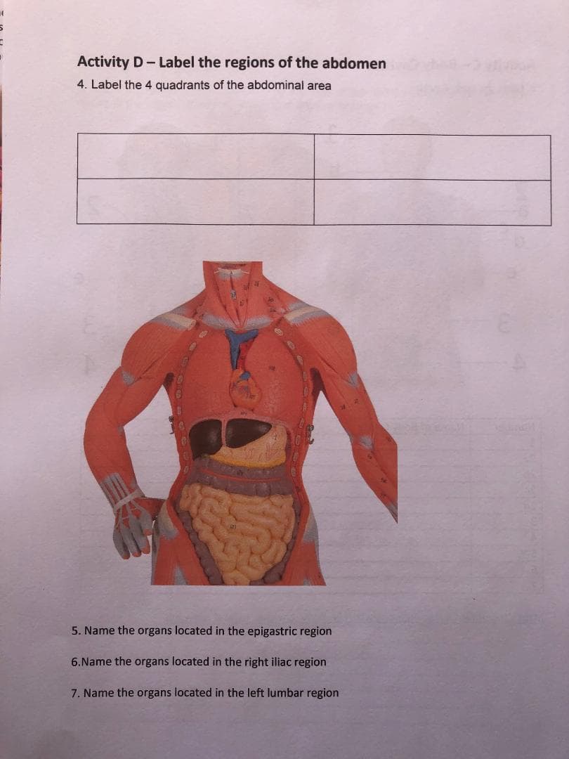 Activity D- Label the regions of the abdomen
4. Label the 4 quadrants of the abdominal area
5. Name the organs located in the epigastric region
6.Name the organs located in the right iliac region
7. Name the organs located in the left lumbar region
