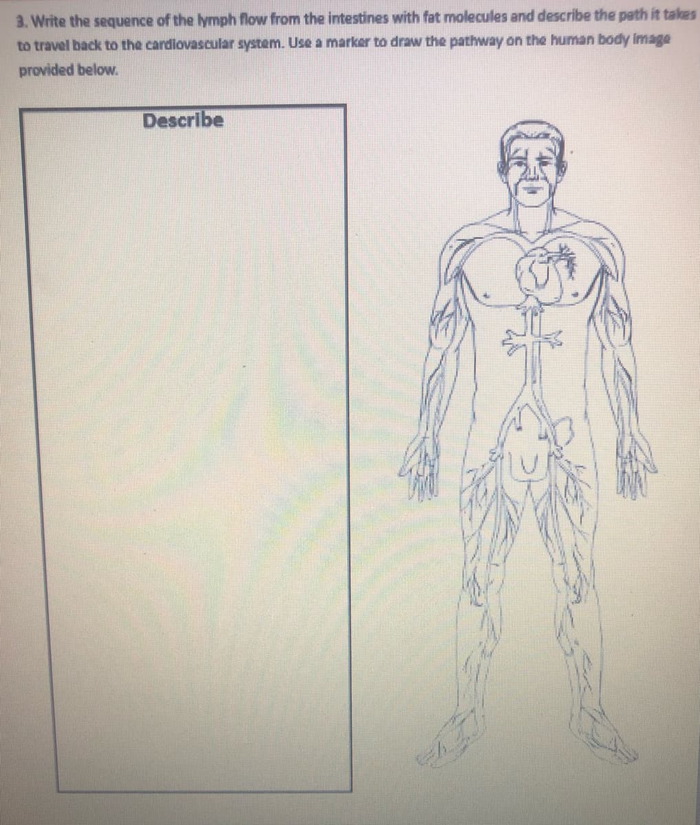 3. Write the sequence of the lymph flow from the intestines with fat molecules and describe the path it takes
to travel back to the cardiovascular system. Use a marker to draw the pathway on the human body image
provided below.
Describe
