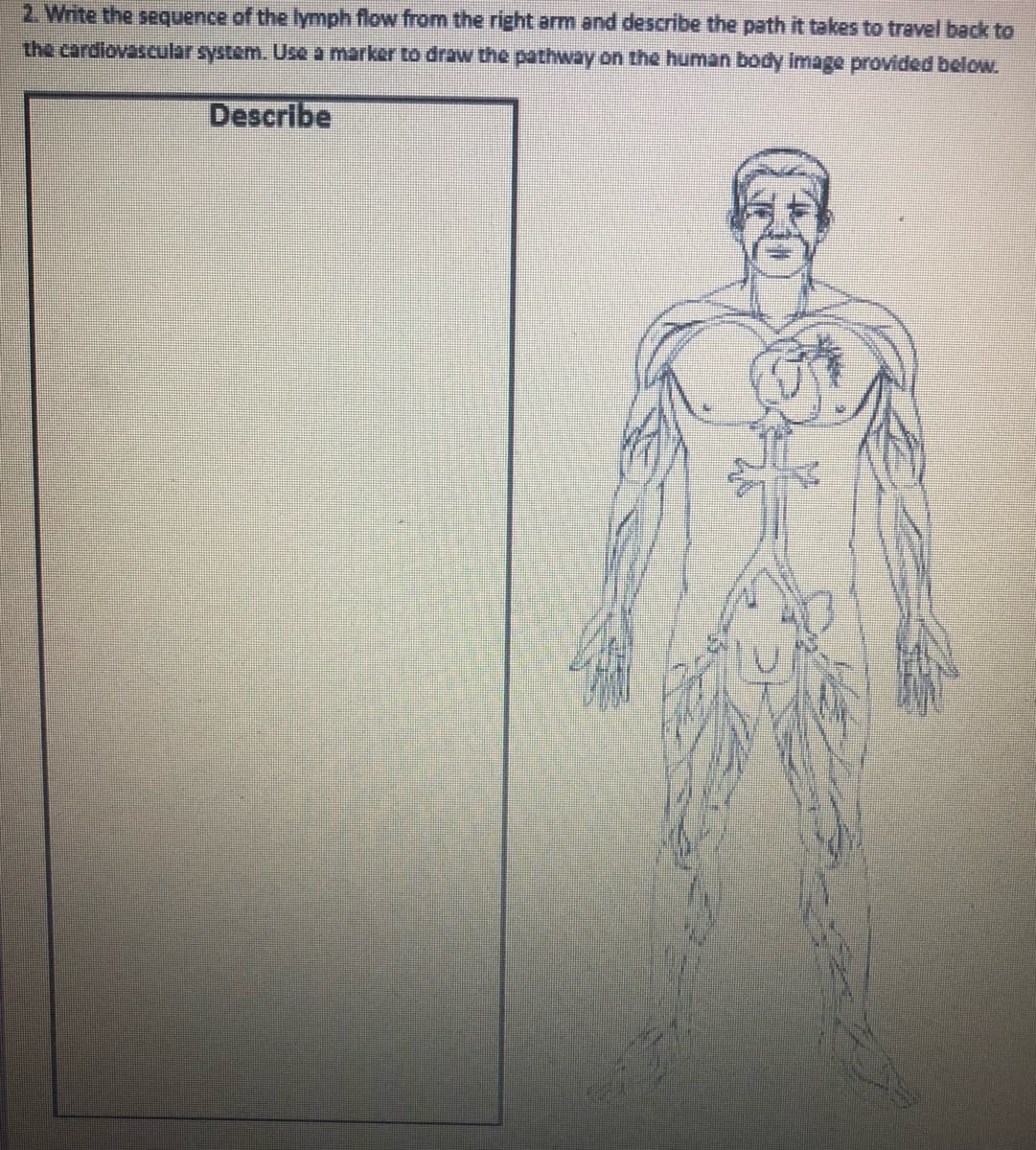 2. Write the sequence of the lymph flow from the right arm and describe the path it takes to travel back to
the cardiovascular system. Use a marker to draw the pathway on the human body image provided below.
Describe
