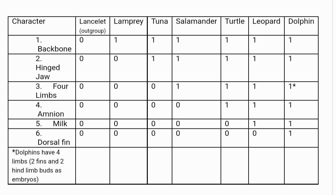 Character
1.
Backbone
2.
Hinged
Jaw
3. Four
Limbs
4.
Amnion
5.
6.
Milk
Dorsal fin
*Dolphins have 4
limbs (2 fins and 2
hind limb buds as
embryos)
Lancelet Lamprey Tuna Salamander
(outgroup)
0
0
0
0
0
0
1
0
0
0
0
0
1
1
0
0
0
0
1
1
1
lo
0
0
0
Turtle
1
1
1
1
0
0
Leopard
1
1
1
1
1
0
Dolphin
1
1
1*
1
1
1