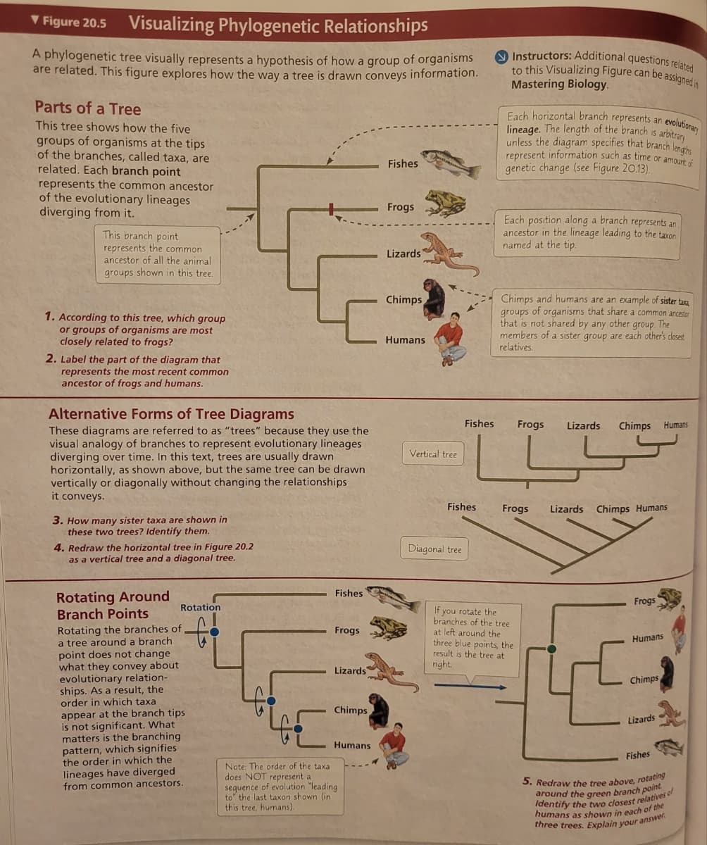 ▼Figure 20.5 Visualizing Phylogenetic Relationships
A phylogenetic tree visually represents a hypothesis of how a group of organisms
are related. This figure explores how the way a tree is drawn conveys information.
Parts of a Tree
This tree shows how the five
groups of organisms at the tips
of the branches, called taxa, are
related. Each branch point
represents the common ancestor
of the evolutionary lineages
diverging from it.
This branch point
represents the common
ancestor of all the animal
groups shown in this tree.
1. According to this tree, which group
or groups of organisms are most
closely related to frogs?
2. Label the part of the diagram that
represents the most recent common
ancestor of frogs and humans.
Alternative Forms of Tree Diagrams
These diagrams are referred to as "trees" because they use the
visual analogy of branches to represent evolutionary lineages
diverging over time. In this text, trees are usually drawn
horizontally, as shown above, but the same tree can be drawn.
vertically or diagonally without changing the relationships
it conveys.
3. How many sister taxa are shown in
these two trees? Identify them.
4. Redraw the horizontal tree in Figure 20.2
as a vertical tree and a diagonal tree.
Rotating Around
Branch Points
Rotation
f
Rotating the branches of
a tree around a branch
point does not change
what they convey about
evolutionary relation-
ships. As a result, the
order in which taxa
appear at the branch tips
is not significant. What
matters is the branching
pattern, which signifies
the order in which the
lineages have diverged
from common ancestors.
Fishes
Frogs
Lizards
Chimps
Humans
Note: The order of the taxa
does NOT represent a
sequence of evolution "leading
to" the last taxon shown (in
this tree, humans).
Fishes
Frogs
Lizards
Chimps
Humans
Vertical tree
Fishes
Fishes
Diagonal tree.
Instructors: Additional questions related
to this Visualizing Figure can be assigned in
Mastering Biology.
evolutionary
Each horizontal branch represents an
lineage. The length of the branch is arbitrary
unless the diagram specifies that branch lengths
represent information such as time or amount of
genetic change (see Figure 20.13).
Each position along a branch represents an
ancestor in the lineage leading to the taxon
named at the tip.
Chimps and humans are an example of sister taxa
groups of organisms that share a common ancestor
that is not shared by any other group. The
members of a sister group each other's closest
relatives.
Frogs Lizards Chimps
If you rotate the
branches of the tree
at left around the
three blue points, the
result is the tree at
right.
Frogs Lizards Chimps Humans
Frogs
Humans
Chimps
Humans
Lizards
Fishes
5. Redraw the tree above, rotating
around the green branch point.
Identify the two closest relatives o
s of
humans as shown in each of the
three trees. Explain your answer.