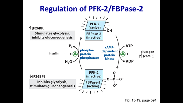 Regulation of PFK-2/FBPase-2
PFK-2
↑(F26BP]
(active)
он
Stimulates glycolysis,
inhibits gluconeogenesis
FBPase-2
(inactive)
-ATP
CAMP-
phospho-
protein
phosphatase
dependent
glucagon
(CAMP)
insulin -----
protein
kinase
H,0
ADP
PFK-2
V(F26BP)
(inactive)
0-P-0
Inhibits glycolysis,
stimulates gluconeogenesis
FBPase-2
(active)
Fig. 15-19, page 594
